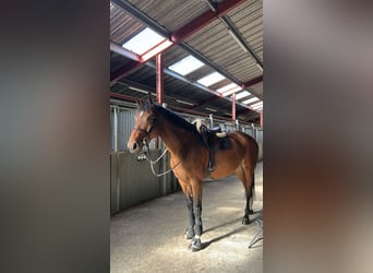 Caballo de deporte belga, Yegua, 10 años, 173 cm, Castaño
