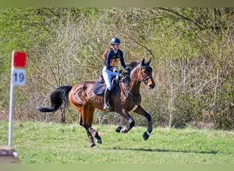 Caballo de deporte belga, Yegua, 10 años, 173 cm, Castaño
