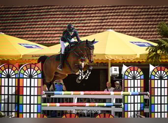 Caballo de deporte belga, Yegua, 10 años, 173 cm, Castaño