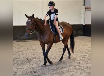 Caballo de deporte belga Mestizo, Yegua, 11 años, 161 cm, Castaño