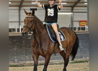 Caballo de deporte belga Mestizo, Yegua, 11 años, 161 cm, Castaño