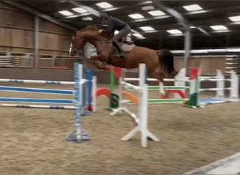 Caballo de deporte belga, Yegua, 11 años, 168 cm, Alazán