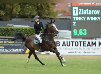 Caballo de deporte belga, Yegua, 12 años, 168 cm, Castaño rojizo