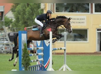 Caballo de deporte belga, Yegua, 12 años, 168 cm, Castaño rojizo
