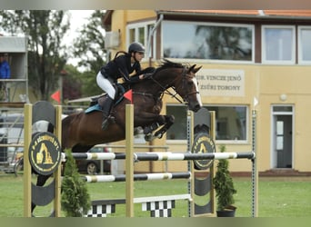 Caballo de deporte belga, Yegua, 12 años, 168 cm, Castaño rojizo