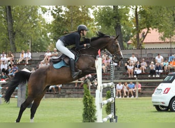 Caballo de deporte belga, Yegua, 13 años, 168 cm