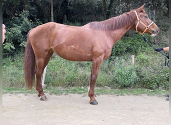 Caballo de deporte belga Mestizo, Yegua, 13 años, 175 cm, Alazán
