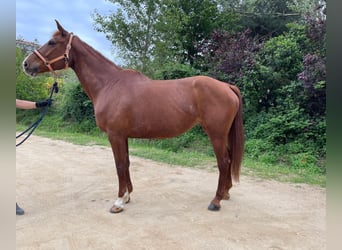 Caballo de deporte belga, Yegua, 13 años, 175 cm, Alazán