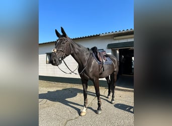 Caballo de deporte belga, Yegua, 15 años, 175 cm, Morcillo