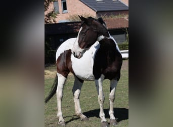 Caballo de deporte belga, Yegua, 16 años, 170 cm, Tobiano-todas las-capas