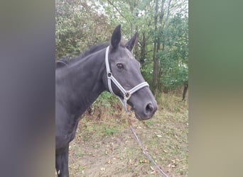 Caballo de deporte belga Mestizo, Yegua, 19 años, 158 cm, Negro