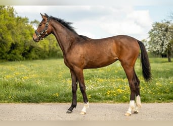 Caballo de deporte belga, Yegua, 1 año, 160 cm, Castaño oscuro