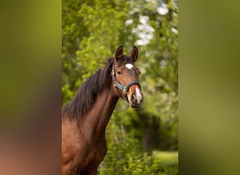 Caballo de deporte belga, Yegua, 1 año, 160 cm, Castaño oscuro