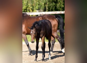 Caballo de deporte belga, Yegua, 1 año, 172 cm, Castaño oscuro
