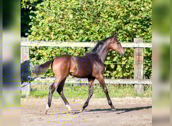 Caballo de deporte belga, Yegua, 1 año, 172 cm, Castaño oscuro