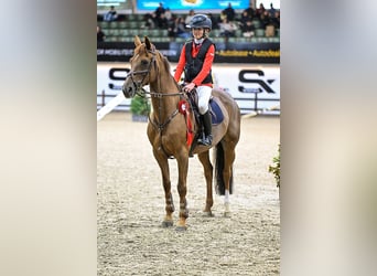 Caballo de deporte belga, Yegua, 20 años, 148 cm, Alazán