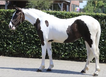 Caballo de deporte belga, Yegua, 2 años, 153 cm, Pío