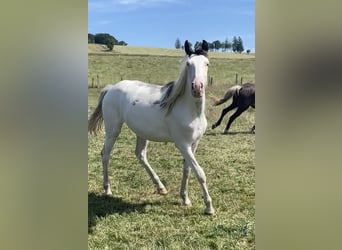 Caballo de deporte belga Mestizo, Yegua, 2 años, 155 cm, Overo-todas las-capas