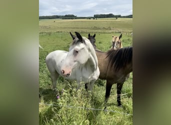 Caballo de deporte belga Mestizo, Yegua, 2 años, 155 cm, Overo-todas las-capas