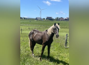 Caballo de deporte belga Mestizo, Yegua, 2 años, 158 cm