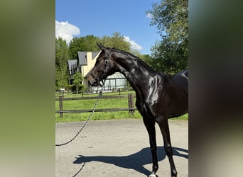 Caballo de deporte belga, Yegua, 2 años, 170 cm, Castaño oscuro