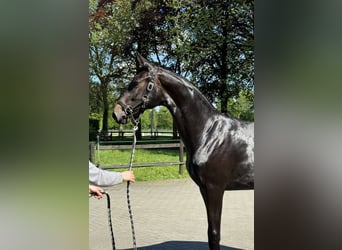 Caballo de deporte belga, Yegua, 2 años, 170 cm, Castaño oscuro