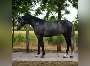Caballo de deporte belga, Yegua, 3 años, 169 cm, Tordo