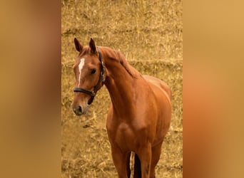 Caballo de deporte belga, Yegua, 4 años, 162 cm, Alazán