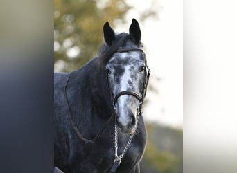 Caballo de deporte belga, Yegua, 4 años, 162 cm, Tordo