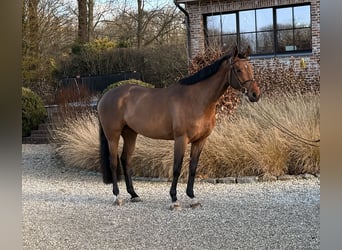 Caballo de deporte belga, Yegua, 4 años, 164 cm, Castaño