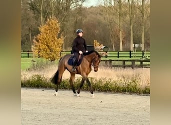 Caballo de deporte belga, Yegua, 4 años, 164 cm, Castaño