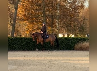 Caballo de deporte belga, Yegua, 4 años, 164 cm, Castaño