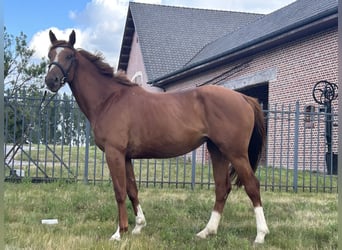 Caballo de deporte belga, Yegua, 4 años, 167 cm, Alazán