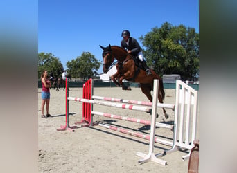 Caballo de deporte belga, Yegua, 4 años, 167 cm, Alazán-tostado