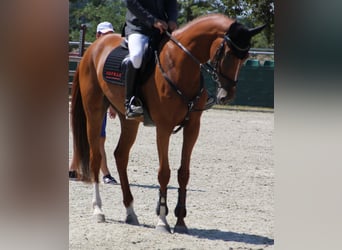 Caballo de deporte belga, Yegua, 4 años, 167 cm, Alazán-tostado