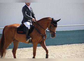 Caballo de deporte belga, Yegua, 4 años, 167 cm, Alazán-tostado