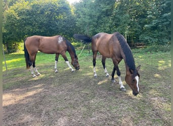 Caballo de deporte belga, Yegua, 4 años, 170 cm, Castaño