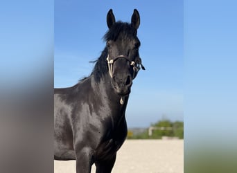 Caballo de deporte belga, Yegua, 5 años, 144 cm, Negro