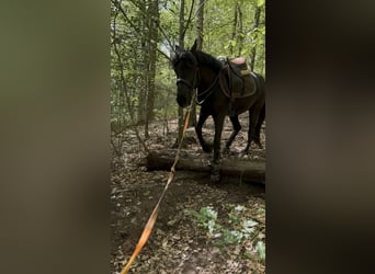 Caballo de deporte belga, Yegua, 5 años, 144 cm, Negro