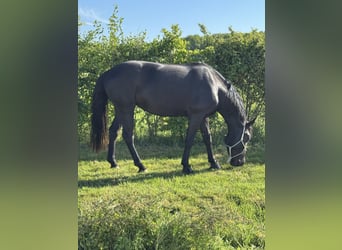 Caballo de deporte belga, Yegua, 5 años, 144 cm, Negro