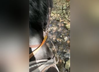 Caballo de deporte belga, Yegua, 5 años, 144 cm, Negro