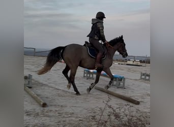 Caballo de deporte belga, Yegua, 5 años, 145 cm, Tordillo negro
