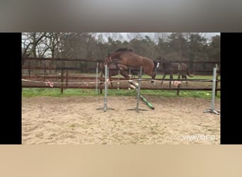 Caballo de deporte belga, Yegua, 5 años, 157 cm, Castaño