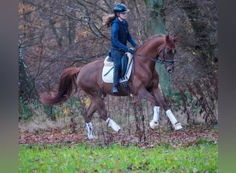 Caballo de deporte belga, Yegua, 5 años, 164 cm, Alazán-tostado