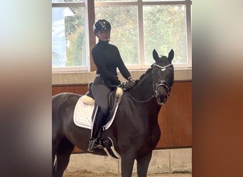 Caballo de deporte belga, Yegua, 5 años, 165 cm, Negro