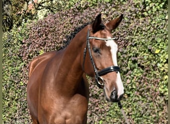 Caballo de deporte belga, Yegua, 5 años, 168 cm, Castaño