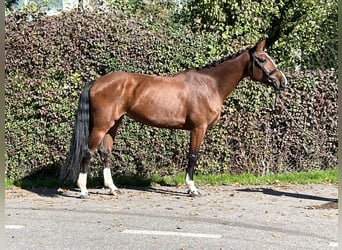 Caballo de deporte belga, Yegua, 5 años, 168 cm, Castaño