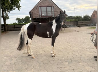Caballo de deporte belga, Yegua, 5 años, 168 cm, Tobiano-todas las-capas