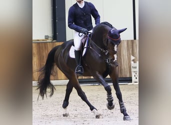 Caballo de deporte belga, Yegua, 5 años, 169 cm, Castaño oscuro