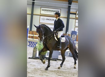 Caballo de deporte belga, Yegua, 5 años, 169 cm, Castaño oscuro